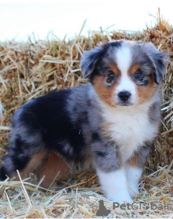 Photo №2 to announcement № 111615 for the sale of australian shepherd - buy in Czech Republic private announcement