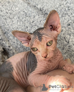 Photo №1. sphynx cat - for sale in the city of Гамсутль | 5$ | Announcement № 12167