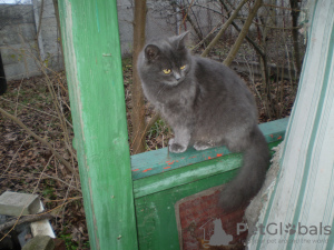 Photo №2 to announcement № 7710 for the sale of british longhair - buy in Ukraine private announcement