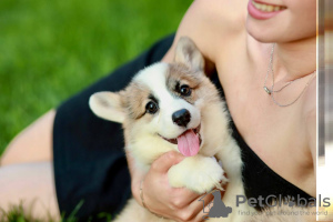 Photo №4. I will sell welsh corgi in the city of Dnipro. from nursery, breeder - price - 1183$