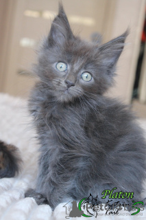 Photo №2 to announcement № 43379 for the sale of maine coon - buy in Russian Federation private announcement, from nursery, breeder