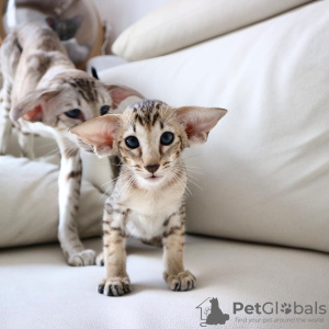 Photo №1. oriental shorthair - for sale in the city of Helsinki | negotiated | Announcement № 89061