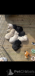 Additional photos: Beautiful pedigree Labrador pups