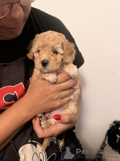 Additional photos: Toy poodle, apricot and cream colors