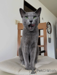 Photo №2 to announcement № 176609 for the sale of russian blue - buy in Australia private announcement
