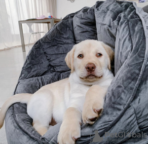 Photo №1. labrador retriever - for sale in the city of New York | negotiated | Announcement № 19783