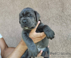 Photo №4. I will sell cane corso in the city of Belgrade.  - price - negotiated