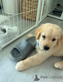 Photo №3. Urocze szczenięta Golden Retriever szukają kochającego domu!. Poland