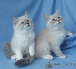 Photo №1. himalayan cat - for sale in the city of Vienna | 258$ | Announcement № 155608