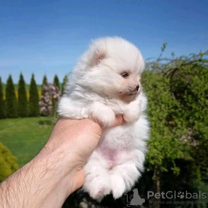 Photo №2 to announcement № 55337 for the sale of pomeranian - buy in United States breeder