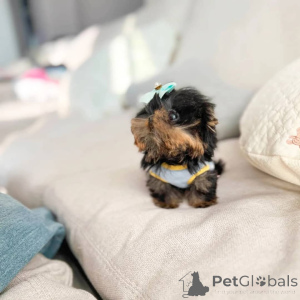 Photo №2 to announcement № 168103 for the sale of yorkshire terrier - buy in Canada breeder