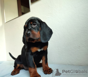 Photo №3. Polish Hunting Dog of the Polish Kennel Club FCI. Poland