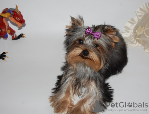 Additional photos: Yorkshire terrier. Boy's and girl's.