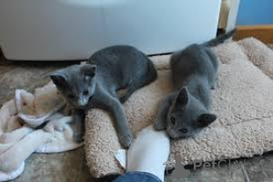 Photo №2 to announcement № 173286 for the sale of russian blue - buy in Poland private announcement, breeder
