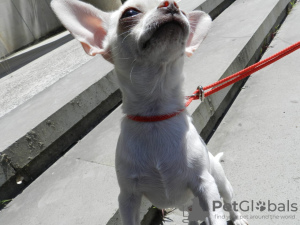 Photo №2 to announcement № 106408 for the sale of chihuahua - buy in Russian Federation from nursery