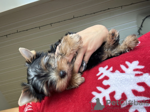 Photo №3. Yorkie mini puppy. Belarus