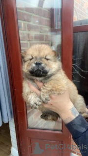 Photo №1. chow chow - for sale in the city of Куопио | negotiated | Announcement № 51941