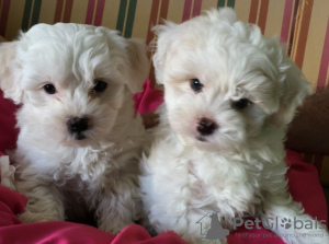 Photo №1. maltese dog - for sale in the city of Paragould | 550$ | Announcement № 11559