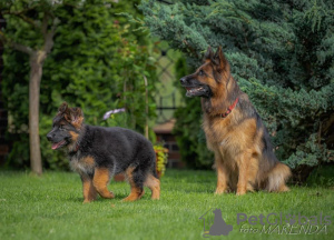 Photo №3. German shepherd puppys. Lithuania