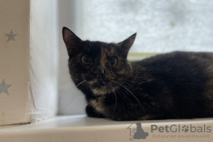 Additional photos: Wonderful young cat Cinnamon is looking for a home and a loving family!