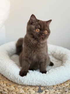 Photo №3. British shorthair at top quality contact whatsapp business 447450021323. Germany