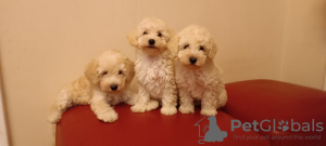 Photo №4. I will sell poodle (toy) in the city of Нови Сад.  - price - negotiated