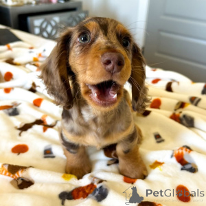 Photo №3. Adorable Mini Dachshund Puppies Ready for Loving Homes!. Austria