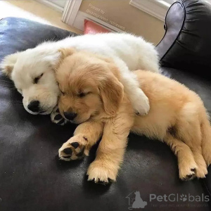 Photo №3. Golden retriever puppies ready. Philippines