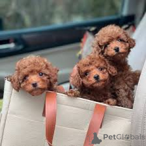 Photo №1. poodle (dwarf) - for sale in the city of Helsinki | 723$ | Announcement № 164693