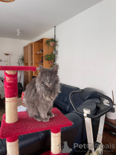 Photo №1. maine coon - for sale in the city of Дрезден | 634$ | Announcement № 44683