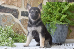 Photo №2 to announcement № 103930 for the sale of german shepherd - buy in Cyprus from the shelter