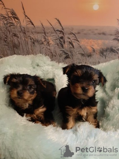 Photo №1. yorkshire terrier - for sale in the city of Vilnius | 370$ | Announcement № 75768