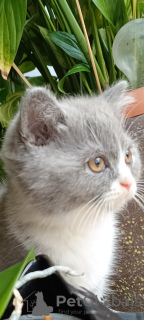 Photo №3. British blue female cats, legal breeding. Poland