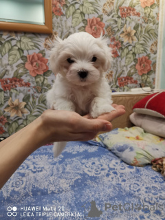 Photo №1. maltese dog - for sale in the city of Yurga | 380$ | Announcement № 8347