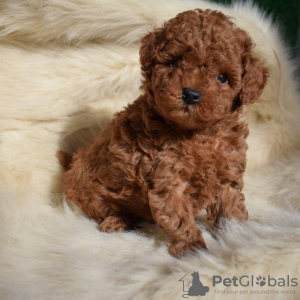 Photo №1. poodle (toy) - for sale in the city of Berlin | negotiated | Announcement № 98429