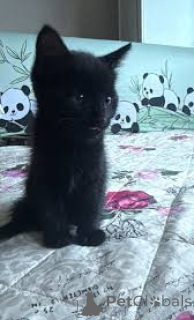 Photo №4. I will sell bombay cat in the city of Brussels. private announcement, breeder - price - 361$