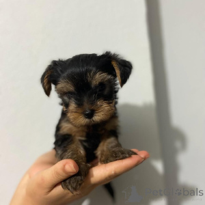 Photo №4. I will sell yorkshire terrier in the city of Pilsen. breeder - price - 258$