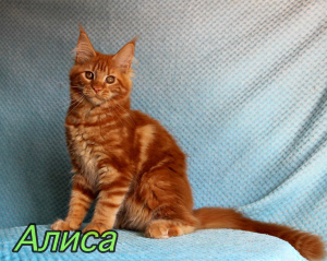 Photo №3. Maine Coon female. Russian Federation