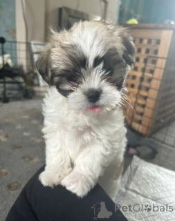 Photo №2 to announcement № 143484 for the sale of non-pedigree dogs - buy in Austria breeder