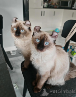 Photo №1. american curl - for sale in the city of Achaern | 329$ | Announcement № 151621