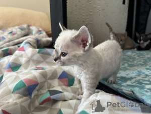 Photo №1. devon rex - for sale in the city of Aserri | 200$ | Announcement № 92171