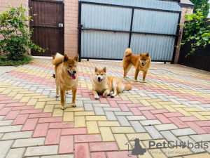 Photo №4. I will sell shiba inu in the city of Гулькевичи. private announcement - price - negotiated