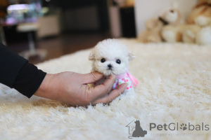 Photo №1. maltese dog - for sale in the city of Blacks | 258$ | Announcement № 175411