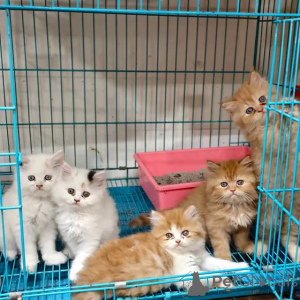 Photo №1. persian cat - for sale in the city of Pécs | 361$ | Announcement № 167929