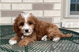 Photo №3. Beautiful Cavapoo Puppies For free adoption. Germany