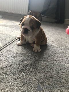 Photo №3. 2 vaccinated English bulldog puppies available for sale. Denmark