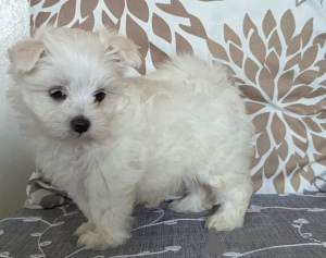 Photo №2 to announcement № 107576 for the sale of maltese dog - buy in Italy private announcement