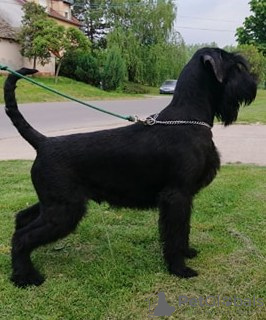 Photo №1. giant schnauzer - for sale in the city of Нови Сад | 1195$ | Announcement № 9370