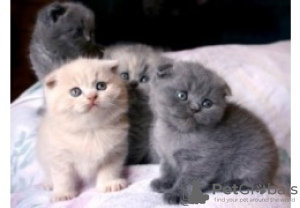 Photo №1. scottish fold - for sale in the city of Эспоо | negotiated | Announcement № 85445
