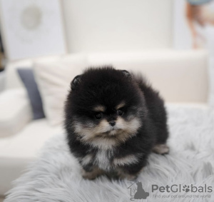Photo №1. pomeranian - for sale in the city of Пекин | 317$ | Announcement № 98956